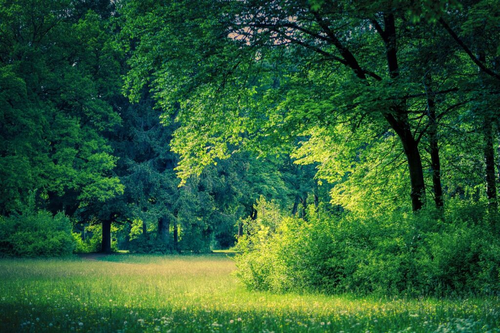 The Tranquil Glade for Self-hypnosis, Guided Meditations and powerful Affirmations